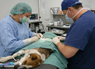 Plaza Circle Vet Surgery