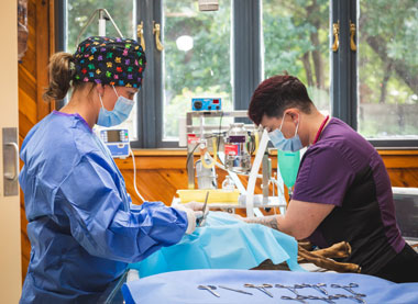 Plaza Circle Vet Surgery